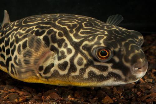 picture of Mbu Puffer M/S                                                                                       Tetraodon mbu