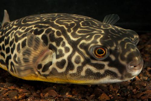 picture of Mbu Puffer Med                                                                                       Tetraodon mbu