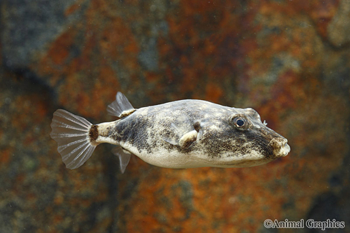 picture of Miurus Puffer Reg                                                                                    Tetraodon miurus