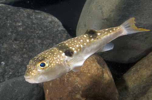 picture of Snowflake Fugu Puffer Reg                                                                            Takifugu poecilonotus