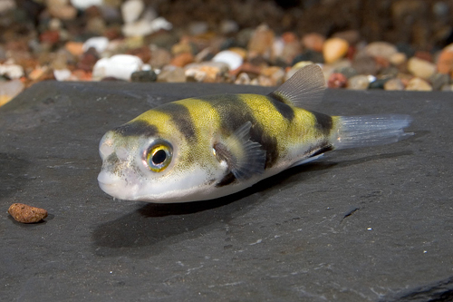 picture of South American Puffer Sml                                                                            Colomesus asellus