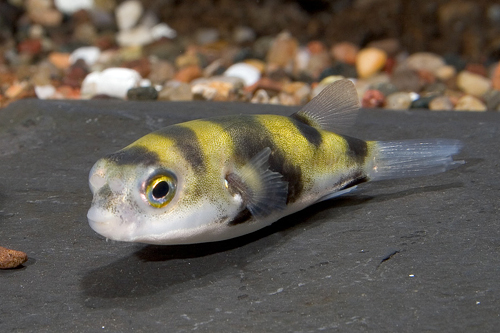 picture of South American Puffer Lrg                                                                            Colomesus asellus