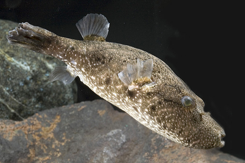 picture of Pignose Mekong Puffer Lrg                                                                            Tetraodon suvattii