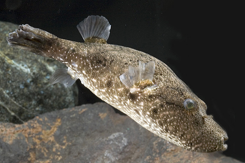 picture of Pignose Mekong Puffer Shw                                                                            Tetraodon suvattii