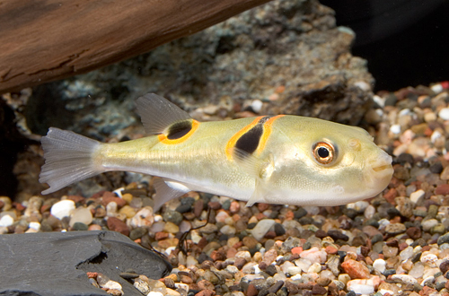 picture of Orange Saddle Fugu Puffer Med                                                                        Takifugu ocellatus