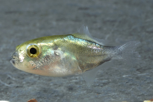 picture of Golden Puffer Sml                                                                                    Auriglobus modestus