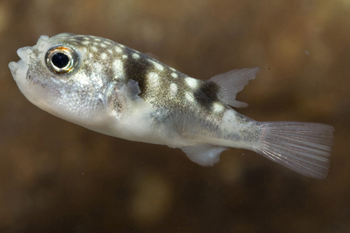 picture of Milk Spotted Puffer Sml                                                                              Chelenodon patoca