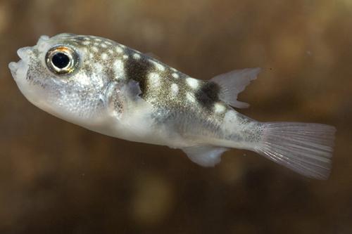 picture of Milk Spotted Puffer Med                                                                              Chelenodon patoca