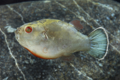 picture of Red Eye Dwarf Puffer Reg                                                                             Carinotetraodon lorteti