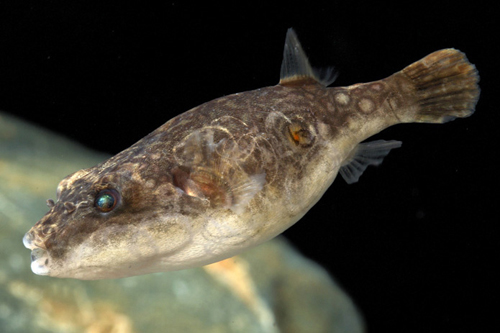 picture of Black River Puffer Reg                                                                               Tetraodon cochinchensis