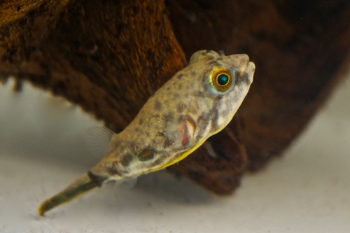 picture of African Fahaka Puffer Tank Raised Reg                                                                Tetraodon lineatus