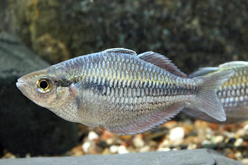 picture of Dwarf Kamaka Rainbow Med                                                                             Melanotaenia kamaka