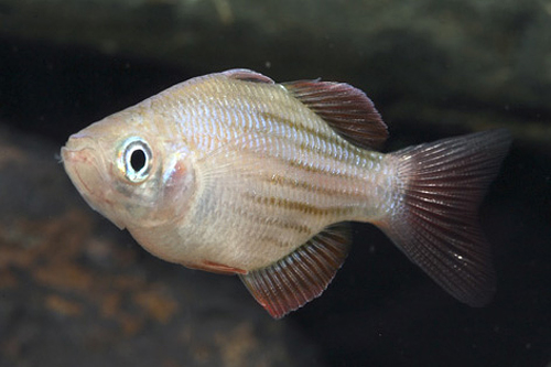 picture of Dwarf Maccullochi Rainbow Reg                                                                        Melanotaenia maccullochi