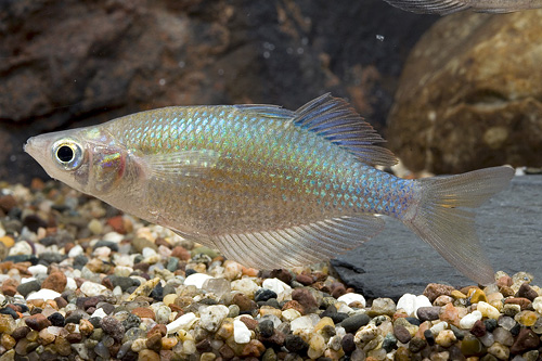 picture of Emerald Rainbow Med                                                                                  Glossolepis wanamensis