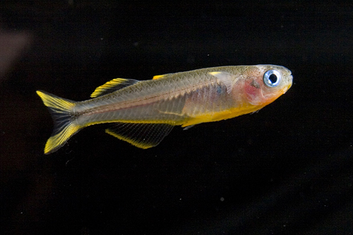 picture of Furcata Rainbow Sml                                                                                  Pseudomugil furcatus