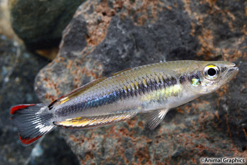 picture of Madagascar Rainbow Lrg                                                                               Bedotia geayi