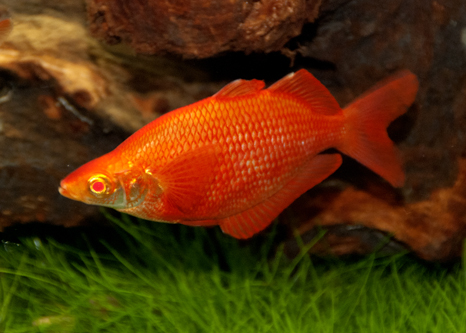 picture of Albino Orange Millennium Rainbow Male Lrg                                                            Glossolepis pseudoincisus 'Albino'