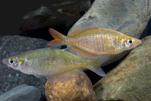 picture of Millennium Rainbow Med                                                                               Glossolepis pseudoincisus