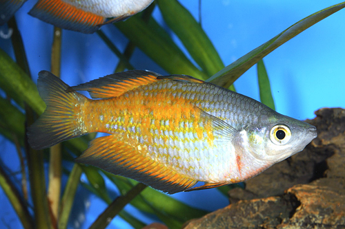 picture of Parkinsoni Rainbow Reg                                                                               Melanotaenia parkinsoni