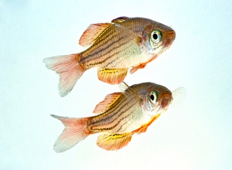 picture of Redtail Eight Line Rainbow Reg                                                                       Melanotaenia splendida australis