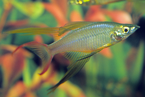 picture of Threadfin Rainbow Sml                                                                                Iriatherina werneri