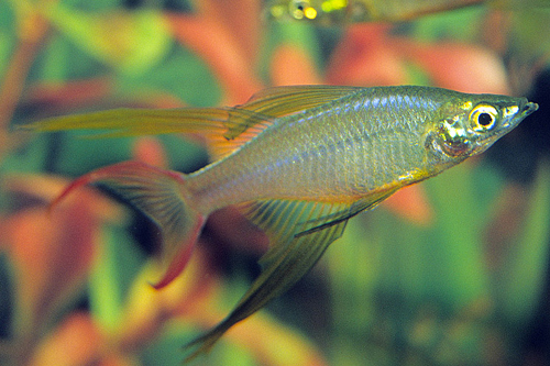 picture of Threadfin Rainbow Med                                                                                Iriatherina werneri