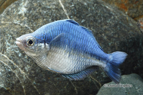 picture of Turquoise Rainbow Lrg                                                                                Melanotaenia lacustris