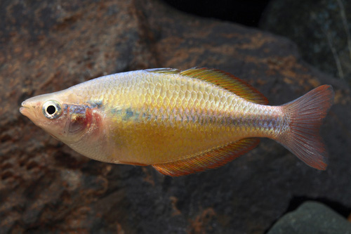 picture of Yellow Rainbow Med                                                                                   Melanotaenia herbertaxelrodi