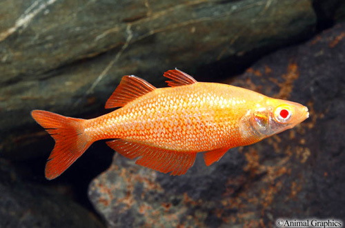 picture of Albino Orange Millennium Rainbow Med                                                                 Glossolepis pseudoincisus 'Albino Orange'