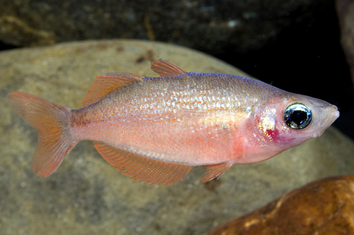 picture of Blushing New Guinea Rainbow Reg                                                                      Glossolepis incisus 'Blushing'