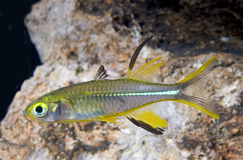 picture of Celebese Rainbow Male Reg                                                                            Telmatherina latigesi