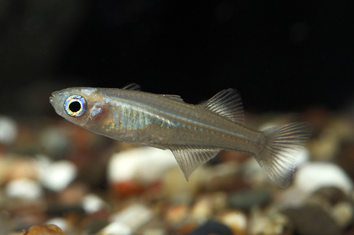 picture of Mellis Blue Eye Rainbow Reg                                                                          Pseudomugil mellis