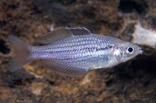 picture of Papuae Rainbow Reg                                                                                   Melanotaenia papuae