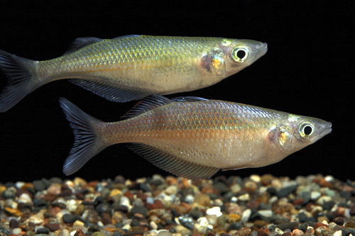 picture of Sentaniensis Rainbow Reg                                                                             Chilatherina sentaniensis