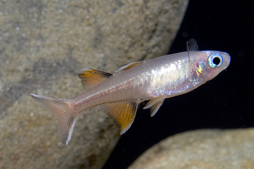 picture of Signifer Rainbow Male Reg                                                                            Pseudomugil signifer