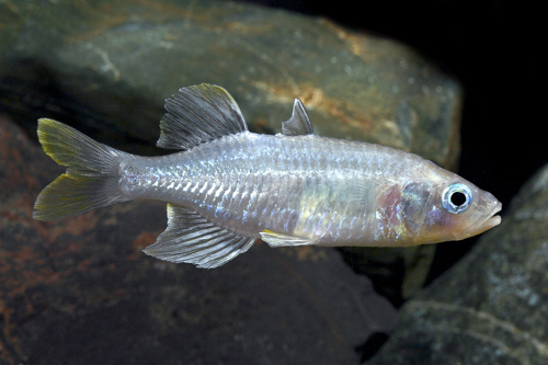 picture of Sulawesi Rainbow Reg                                                                                 Telmatherina bonti