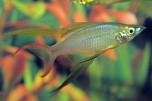 picture of Threadfin Rainbow Male Med                                                                           Iriatherina werneri