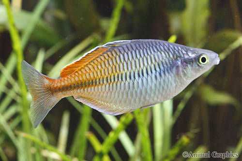 picture of Boesemani Rainbow Male Med                                                                           Melanotaenia boesemani