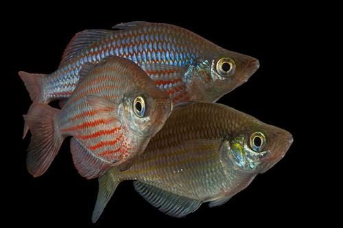 picture of Dorityi Rainbowfish Lrg                                                                              Glossolepis dorityi