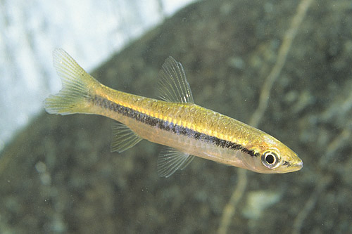 picture of Black Line Rasbora Reg                                                                               rasbora daniconius