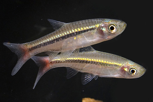 picture of Brilliant Rasbora Sml                                                                                Rasbora borapetensis