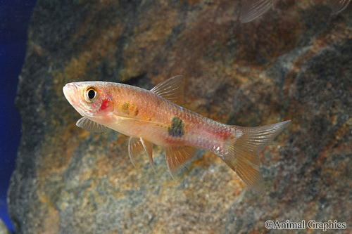 picture of Clown Rasbora Med                                                                                    Rasbora kalochroma