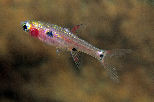 picture of Dwarf Maculata Rasbora Reg                                                                           Boraras maculata