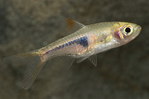 picture of Espei Rasbora Sml                                                                                    Trigonostigma espei