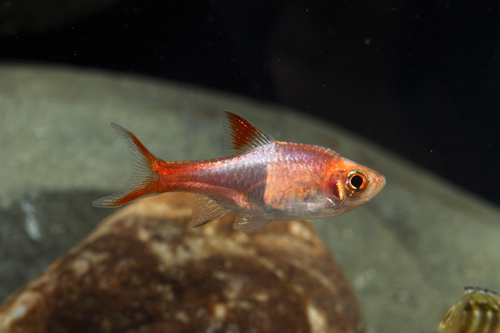 picture of Gold Rasbora Het Florida Reg                                                                         Trigonostigma heteromorpha 'Gold'