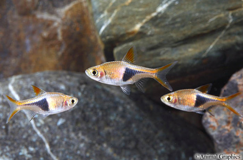 picture of Rasbora Het Florida Sml                                                                              Trigonostigma heteromorpha