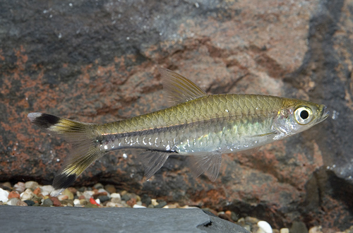 picture of Scissortail Rasbora Sml                                                                              Rasbora trilineata