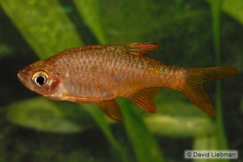 picture of Fire Rasbora Reg                                                                                     Rasbora vaterifloris