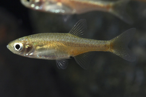 picture of Glowlight Rasbora Reg                                                                                Microrasbora cf. rubescens