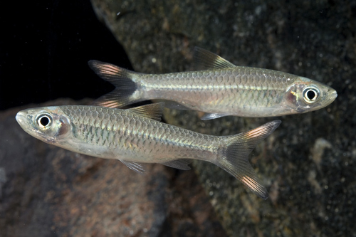 picture of Red Scissortail Rasbora Med                                                                          Rasbora caudimaculata